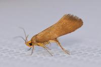 Crassa unitella