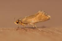 Crassa unitella