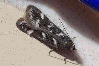 Chionodes perpetuella