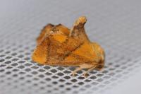 Apoda limacodes