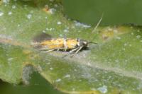 Chrysoesthia drurella