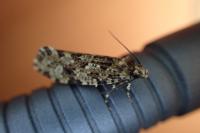 Montescardia tessulatella