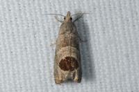 Notocelia uddmanniana