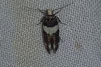 Recurvaria leucatella