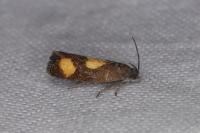 Pammene aurana