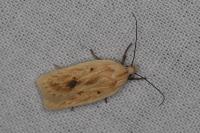 Agonopterix kaekeritziana