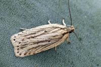 Agonopterix umbellana