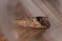 Cydia splendana