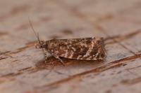 Celypha lacunana