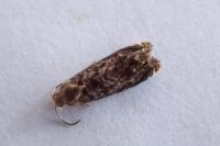 Grapholita janthinana