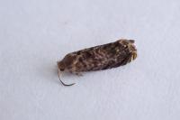 Grapholita janthinana