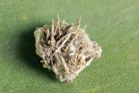 Ptilocephala pyrenaella pyrenaella