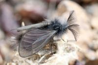 Ptilocephala pyrenaella pyrenaella