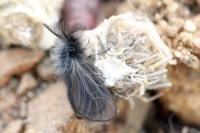 Ptilocephala pyrenaella pyrenaella