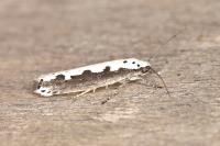 Ethmia bipunctella