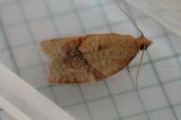 Clepsis consimilana