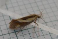 Harpella forficella
