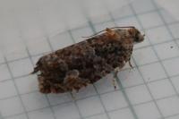 Eudemis profundana