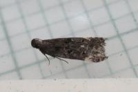Dichomeris alacella