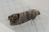 Cydia pomonella
