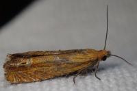 Lathronympha strigana