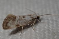 Herrichia excelsella