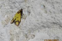 Agapeta zoegana