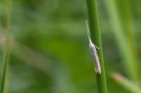Coleophora