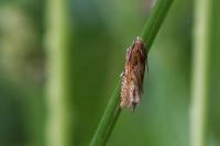 Eucosma gr. cana