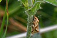 Aethes hartmanniana