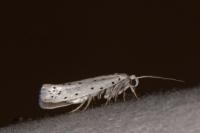 Yponomeuta