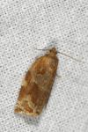Archips xylosteana