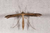 Stenoptilia