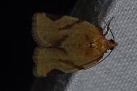 Paramesia gnomana