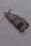 Notocelia uddmanniana