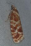 Rhyacionia pinicolana