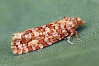 Lozotaeniodes formosana