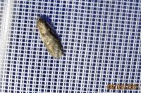 Semioscopis oculella