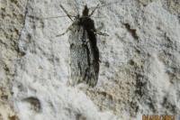 Diurnea fagella