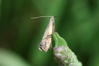 Glyphipterix thrasonella