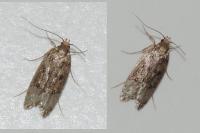 Hofmannophila pseudospretella