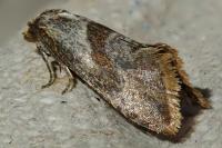 Falseuncaria ruficiliana