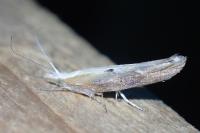 Ypsolopha falcella