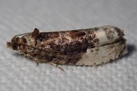 Hedya nubiferana