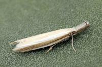 Pleurota
