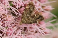 Anthophila fabriciana