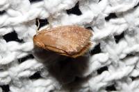 Heterogenea asella