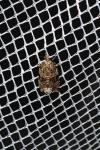 Celypha lacunana