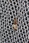 Spilonota ocellana