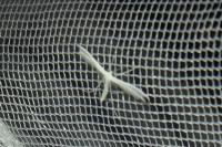 Pterophorus pentadactylus